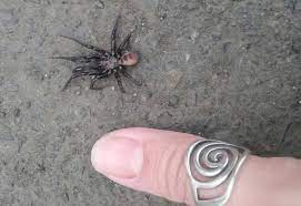 Solifugae is an order of animals in the class arachnida known variously as camel spiders, wind scorpions, sun spiders, or solifuges. Trapdoor Spider From Oregon What S That Bug