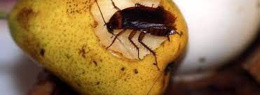 Pest control bulb duster, hill country pest control kerrville texas, pest control 220v, london pest control london ky, keepers pest control aylesbury, pest control bradford county pa, terminix pest control cockroaches in house. Cockroach Control Get Rid Of Cockroaches Western Exterminator