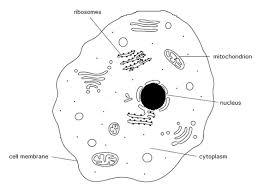 Maybe you would like to learn more about one of these? Https Www Biochemtuition Com Wp Content Uploads 2019 03 Int Gcse Biology Cell Structure And Stem Cells Pdf