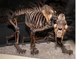 No podemos hablar de un diente de sable único para tener una referencia de tamaño, ya que hubo más de una especie de diente de sable, aunque podríamos indicar algunos conceptos que. Descubren Restos Del Temible Tigre Dientes De Sable En Canada Rci Espanol