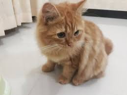 Harga pasaran kucing persia yang kami bahas ini adalah harga kucing di pasar hewan dan bukan milik pribadi, jika milk pribadi mungkin harganya lebih tinggi lagi. Jual Anak Kucing Persia Kitten 6 Bulan 2 Ekor Kopdar Palembang Di Lapak Probo Rahadianto Bukalapak