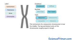 Eukaryotic Chromosome Structure Overview Youtube