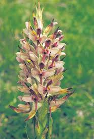 Image result for Senecio milanjianus