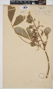 Image result for Platycoryne buchananiana