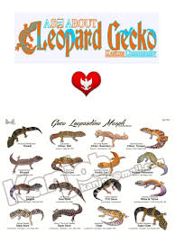 Or will she constantly lay eggs?? Leopard Gecko Indonesia Pdf Txt