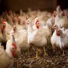 11 видео 383 просмотра обновлен 7 июн. Cornish Cross Broiler