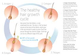 It's the longest phase of the hair follicle growth cycle lasting between two to six years. Phases Of Hair Growth Viviscal Healthy Hair Tips