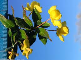 Image result for Berberis verruculosa