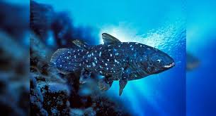 The coelacanth is one of the best known examples of a living fossil: Hi49ziorztjfcm