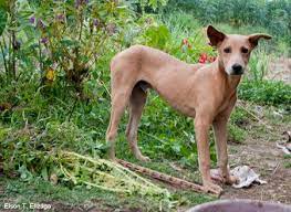 The Askal Of The Philippines Dogs Warner Brothers Cartoons Pets