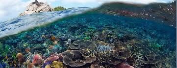 Photos, address, and phone number, opening hours, photos, and user reviews on yandex.maps. Borneo Malaysia Neuer Marinepark Als Meeresschutzgebiet Diveinside News