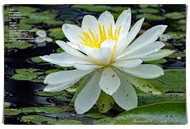 Image result for Nymphaea heudelotii