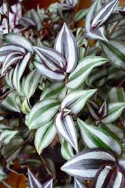 This does not represent a complete list of all poisonous plants and is only intended as a guide. Is Wandering Jew Poisonous To Cats And Dogs