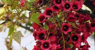 Flowering Tree Brachychiton X Vinicolor Flowering Trees Tropical Tree Native Garden