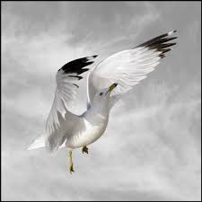 Animal Photography Bird Photography Print Seagull Fine Art Etsy In 2020 Bird Photography Animal Photography Bird Art Print