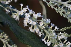 Image result for Buddleja asiatica
