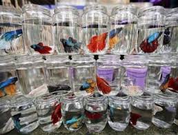 Budidaya Ikan Guppy Budidaya Kutu Air Ikan Cupan Betina Siap Kawin Ikan Cupan Termahal Ikan Cupang Betina Jenis Jenis Ikan Cupang Makan Ikan Ikan Cupang Hiasan