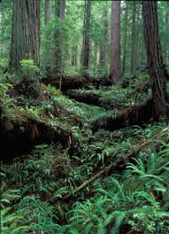 The bureau of land management is an agency within the united states department of the interior responsible for administering federal lands. Bureau Of Land Management