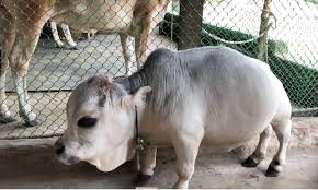 *free* shipping on qualifying offers. Rani The Dwarf Cow Making Waves In Bangladesh Newsonair