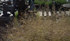 Image result for Sporobolus ioclados