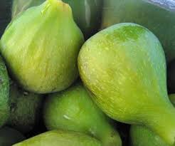 Early harvest, green figs, tree fruit, vancouver b.c. Growing Figs In The Northwest Cloud Mountain Farm Center Nursery