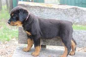 Rottweiler puppies & dogs for sale/adoption. Meet Sadie A Cute Rottweiler Puppy For Sale For 500 Akc German Rottweiler Female Sadie Rottweiler Puppies For Sale Puppies Rottweiler Dog