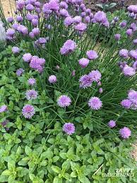We did not find results for: How To Harvest Chives From The Garden Or Container Plantings