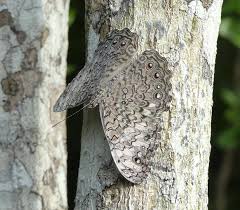 Image result for Cribbia brachyceras