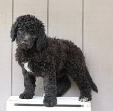 We did not find results for: Labradoodle Puppies For Sale In Lima Ohio