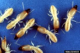 We sell to professional pesticide applicators and landscapers looking to buy in bulk for their companies and directly to homeowners who want to take care of their homes. Do It Yourself Termite Control And Inspection Phoenix Mesa Az Bugs Weeds And More Do It Yourself Pest Control Stores