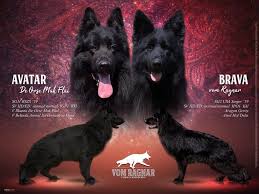 Breeder experience and reputation can also be significant factors. Vom Ragnar Solid Black Black Red German Shepherd Puppies For Sale