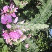 Image result for Acanthus polystachyus