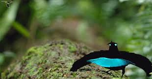 Bird Of Paradise Mating Dance Https Encrypted Tbn0 Gstatic Com Images Q Tbn 3aand9gcrjfl Dgj Klghlga1wnjqrh0cbcqvif3spza Usqp Cau
