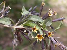 Image result for Cestrum parqui