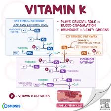 Image result for Common Clotting Pathway
