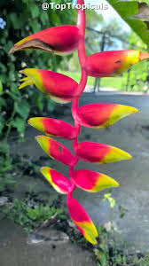 Image result for Heliconia rostrata