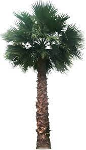 20 Tree Png Images Free Cutouts For Architecture Landscape Interior Renderings Plant Pictures Plants Desert Plants