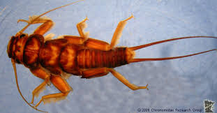 Image result for Pleioceras gilletii