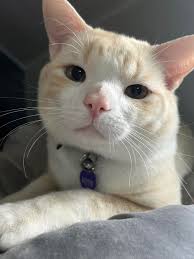 This is my friend's dear cat. Please contact her if you see Muffin ❤️ thank  you. Cat lost near Manson pike near 840.