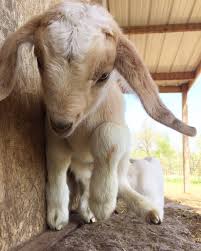 Sweet Creek Farm Spring Collection Animal Photography Animals Spring Collection