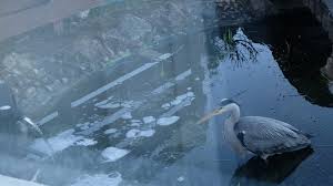 We did not find results for: Caught This Hungry Mother Hunting In My Pond Its Very Determined Lost 8 Of My 10 Fish Ponds