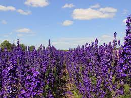 Delphinium Flower Different Types Pictures Grow And Care Florgeous