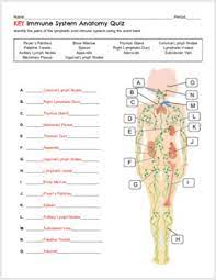 Immune And Lymphatic System Anatomy Quiz By Biology With Brynn And Jack