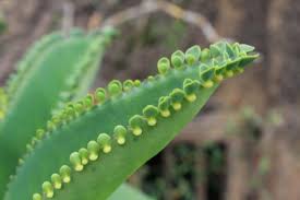 マザーリーフ ハカラメ セイロンベンケイ の育て方と花言葉は Horti ホルティ By Greensnap