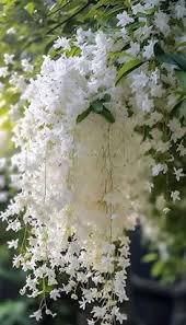 Image result for tbn:AWzYY9q209rRYM::rho0ofa.jeeran.com/24947_ABEER__ROSE.jpg