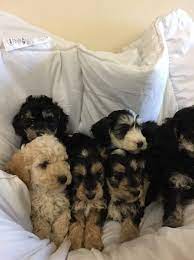 We did not find results for: Cockapoo Puppies For Sale Virginia Beach Va 272758