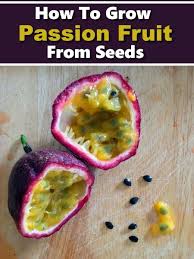 Berries and flowers grow side by side, so the vine can double as a showy garden feature and a source of food. How To Grow Passion Fruit From Seed Growing Passion Fruit How To Grow Passion Fruit Passion Fruit Plant
