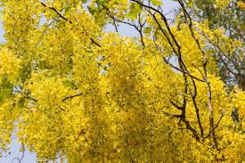 Small flowering trees week 5. 10 Yellow Flowering Trees And Shrubs Garden Tabs