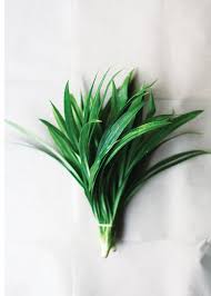Pandan plant photo by izham khalid. Pandan 101