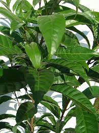 We locally source the canistel from trusted farmers. Canistel Eggfruit Pouteria Campechiana Urban Tropicals